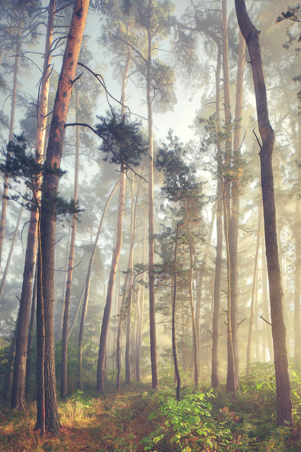 allthingseurope:Upper Palatinate, Bavaria, Germany (by Kilian Schönberger) #photos