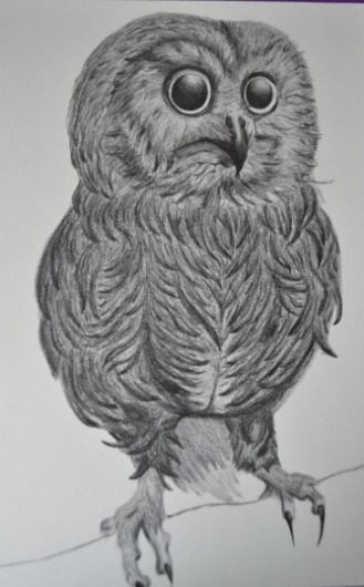 Ilustración on the Behance Network #illustration #owl
