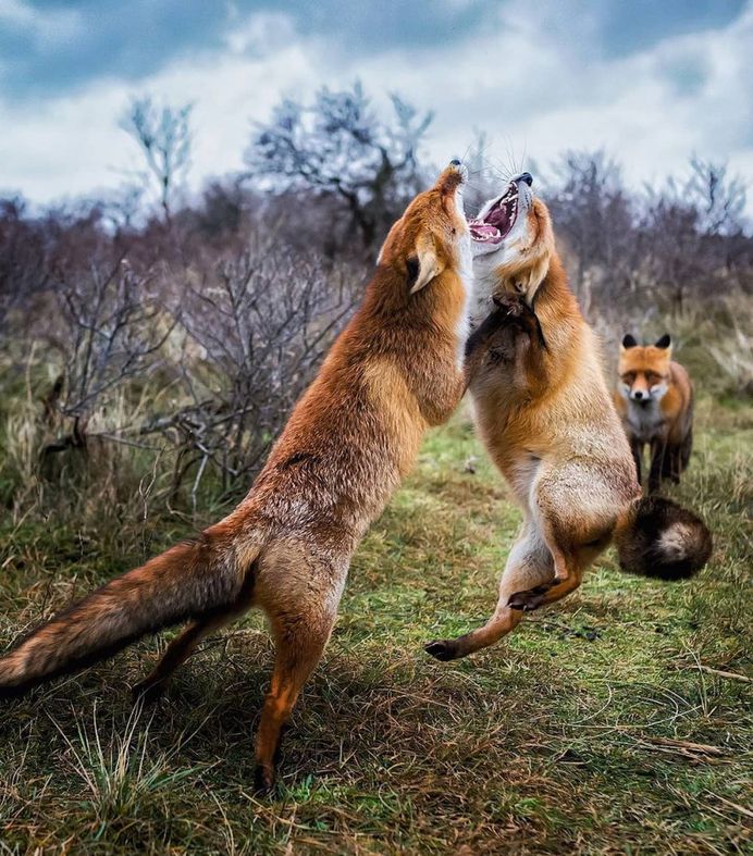 Wildlife Finland: Cute Animal Portraits by Ossi Saarinen