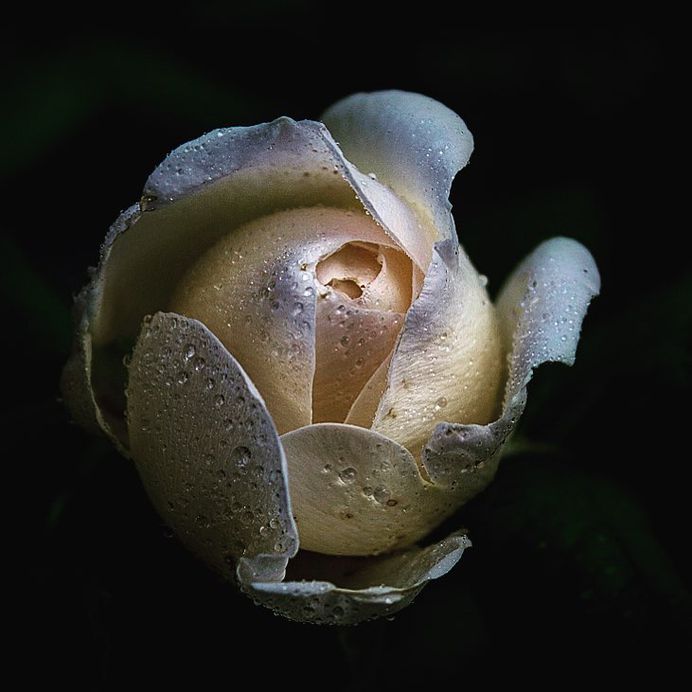 Breathtaking Beauty of Flowers: Close-Up Photography by Anne Wehner