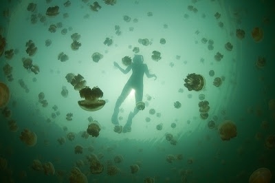 Super Punch: Jellyfish Lake #alien #monsters #jellyfish #photography #diving #swarm #beautiful #green