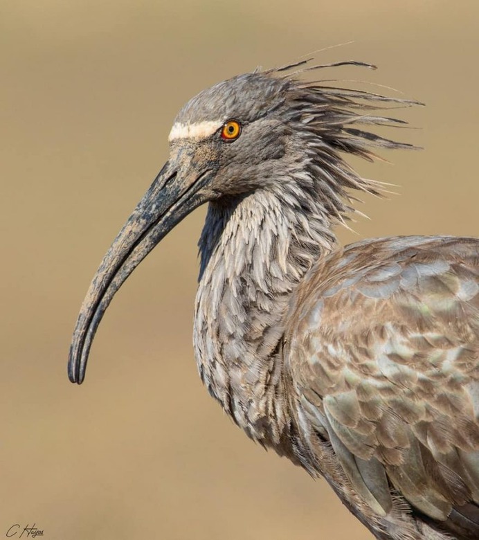 Amazingly Beautiful Birds Photography by Corey Hayes