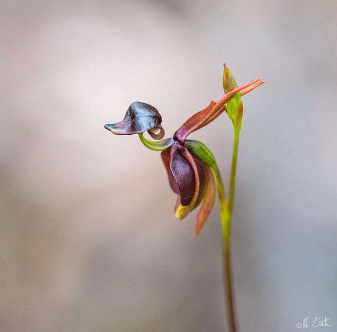 Beautiful Flower and Plant Photography by Alison Staite