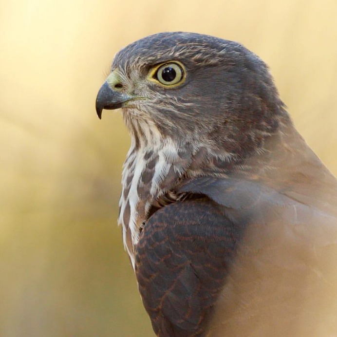 Birds of Australia: Beautiful Bird Photography by Heather Thorning