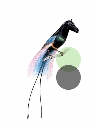 Odd Animals : - tor weeks - director of art #illustration #horse #branch #bird