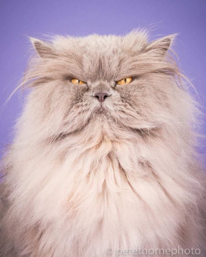 Fat Cats Project by Pete Thorne