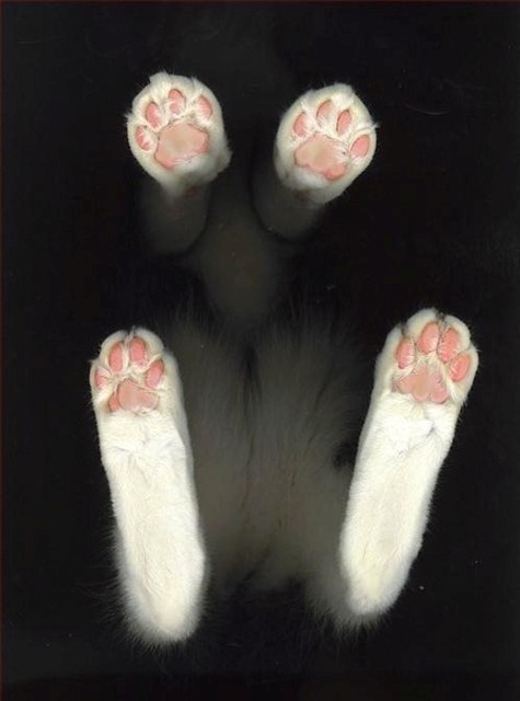 paws