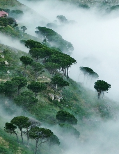 tumblr_m2g8o9kgoq1qzkgllo1_1280.jpg (592×767) #trees