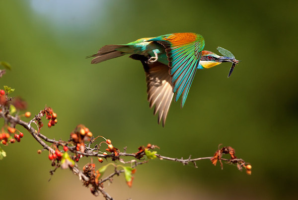 Bird Hunting #hunting #bird