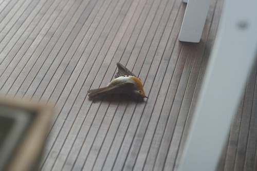 Tumblr #dance #orange #bird #dead #can