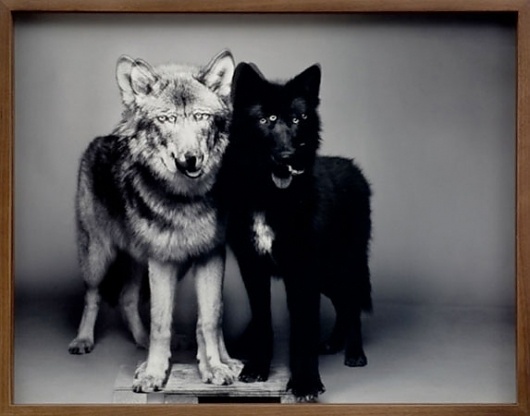 Dog 1 ☚☛ Dog 2 #photography #white #black #and