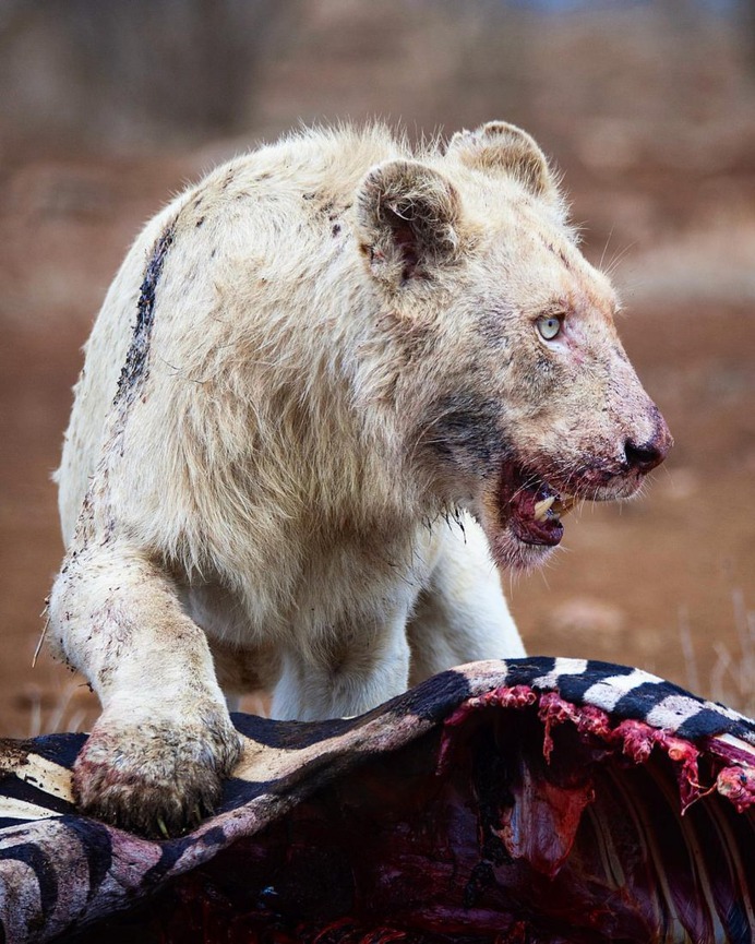 Awesome Close-Up Portraits of Wild Animals by Rudi Hulshof