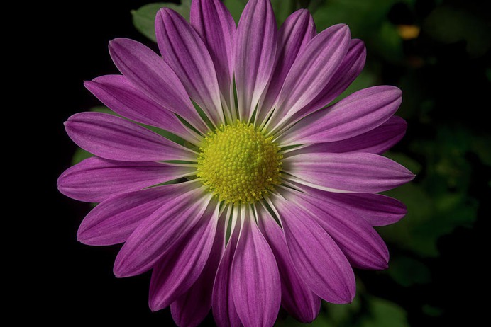daisy painting & daisy paint by number #painting