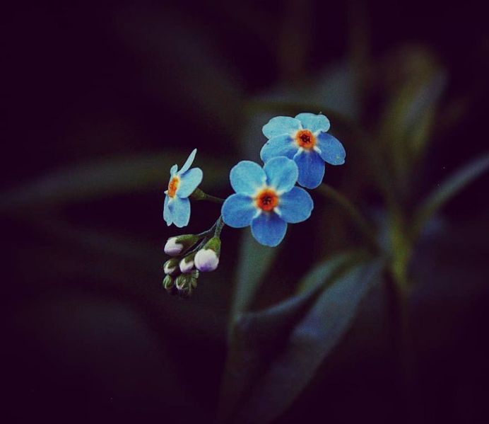 Breathtaking Flower Pictures by Photographer Matthew Busel