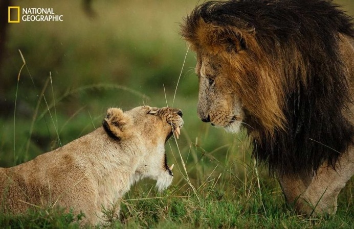Spectacular Entries From the National Geographic Nature Photographer of the Year 2016