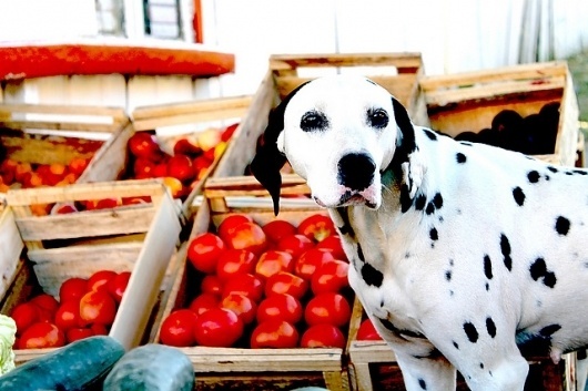 dalmatian | Flickr - Photo Sharing! #dalmatian