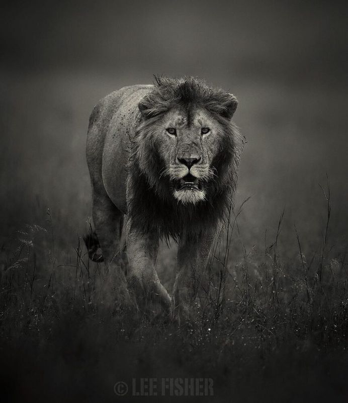 Animal Portraits by British Wildlife Photographer Lee Fisher