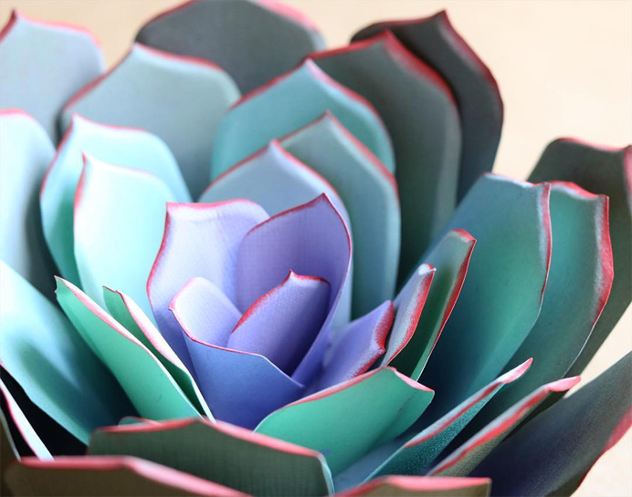 #paper #succulent #plant #green