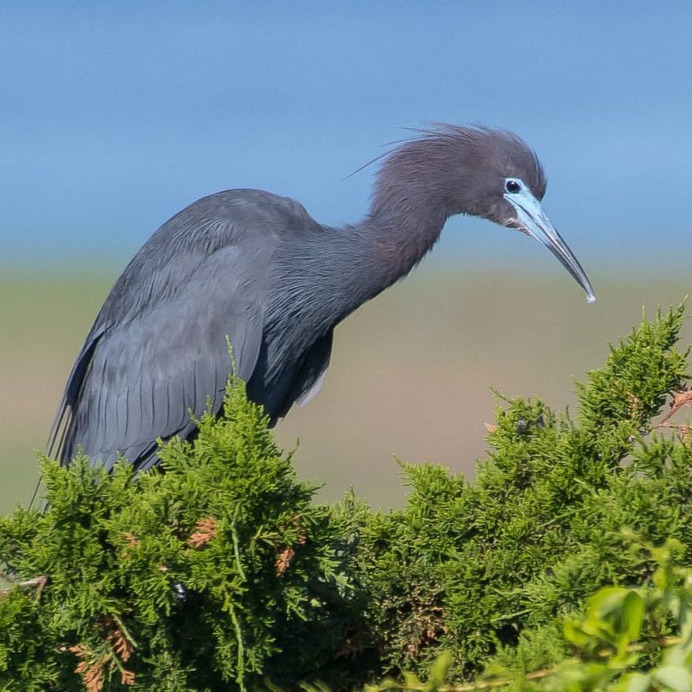 #birdwhisperer: Beautiful Birds Photography by Chris A. Fraley