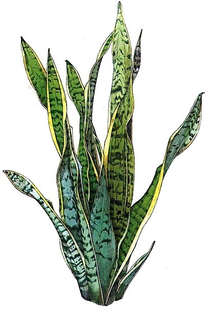 green #green #growth #plant