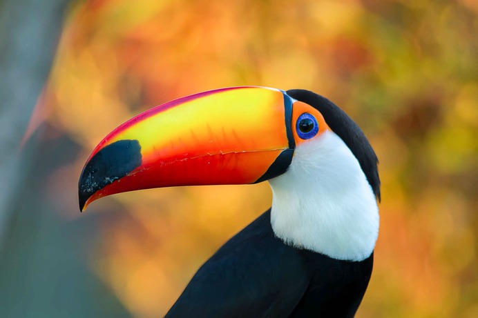 a1_4622_16_toco-toucan_peter_cavanagh_kk.jpg (2400×1600)