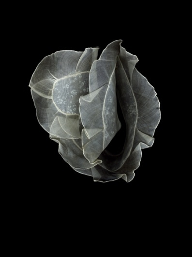 Carl Kleiner #carl #photography #kleiner