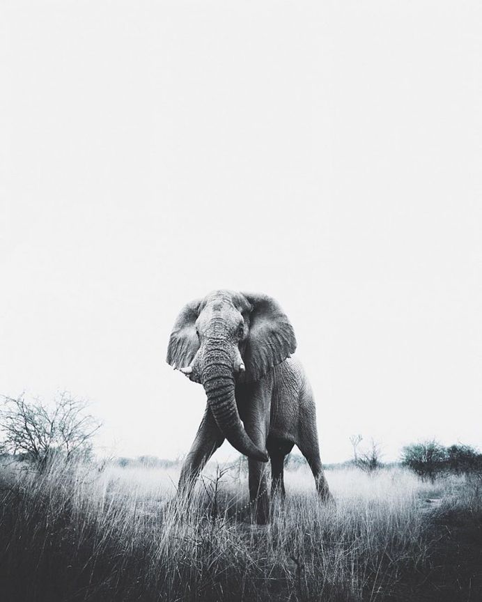 Breathtaking Portraits of Wild Animals by Donal James Boyd