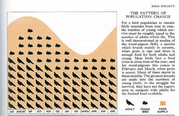 Bird population change. | Flickr: Intercambio de fotos #infographics