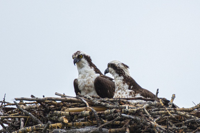 Osprey