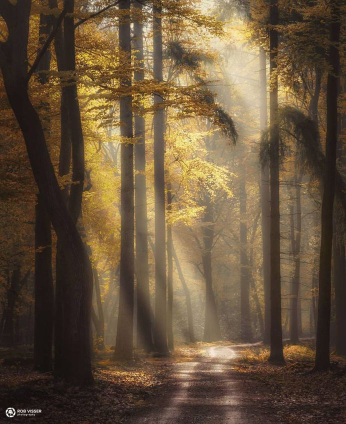 Mystical and Fine Art Forest Photography by Rob Visser