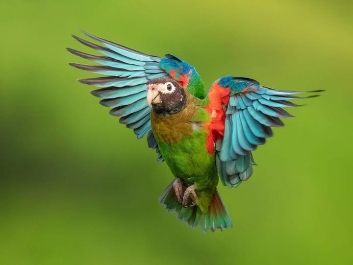 #bird_brilliance: Fascinating Bird Photography by Hector Astorga