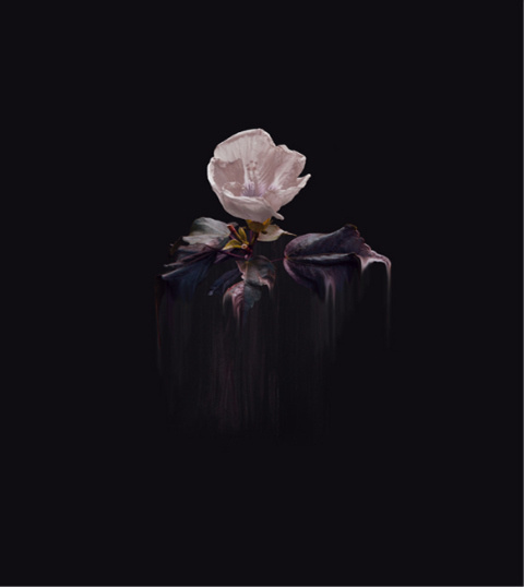 Simone Webb | PICDIT #flower #photo #photography #art