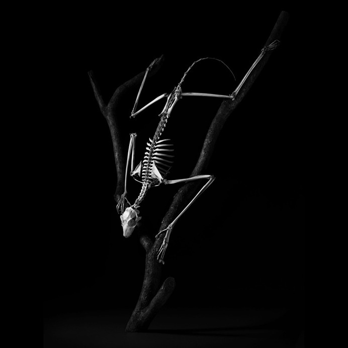 Exploration of Skeletons by Patrick Gries6 – Fubiz™ #skeleton #horse #gries #human #photography #patrick