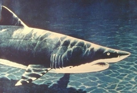 FFFFOUND! #illustration #water #shark