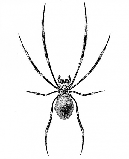 Completed+Nephila+Resized.jpg (JPEG Image, 815x1000 pixels) - Scaled (86%) #illustration #spider
