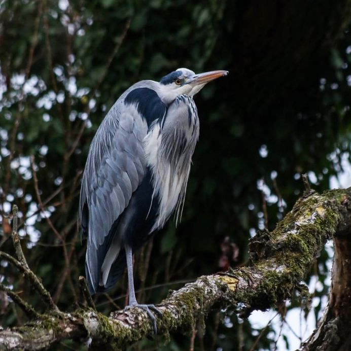 #nuts_about_birds: Awesome Bird Photography by Rogerio Rumao