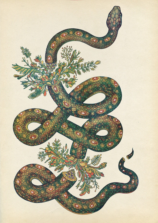 Snake 2013 by Katie Scott #katie #coiled #serpent #snake #illustration #reptile #art #scott #animal