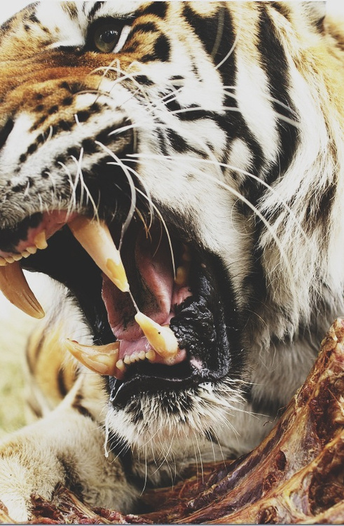 H A I R #tiger