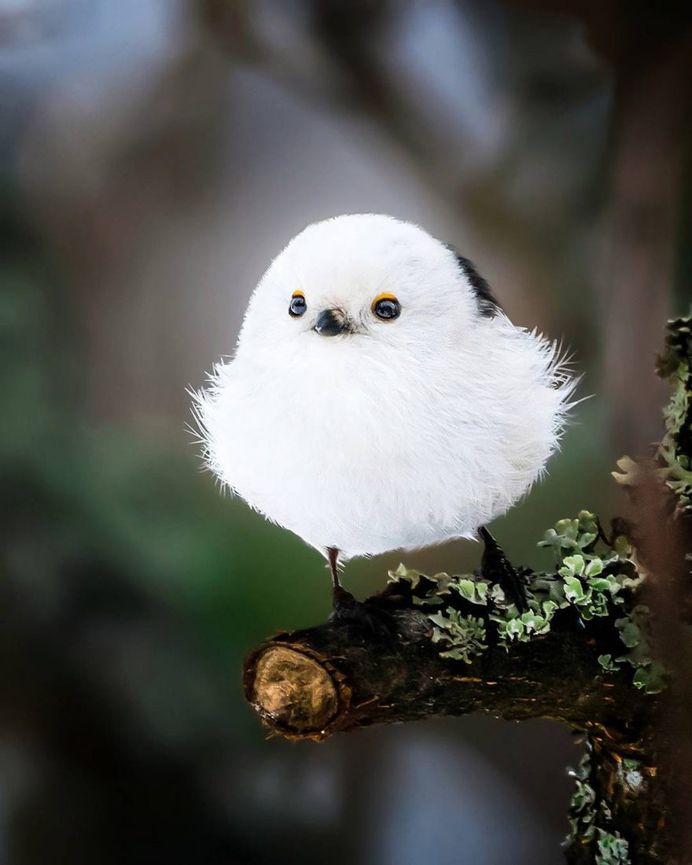 Wildlife Finland: Cute Animal Portraits by Ossi Saarinen