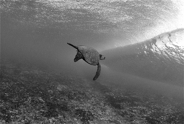 Exposure | SURFER Magazine #ocean #wave #photography #sea #turtle #underwater