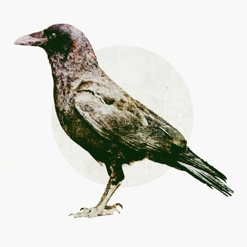 RichieSwims #crow
