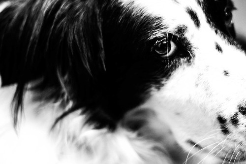 Jerome. #white #black #photography #and #dog