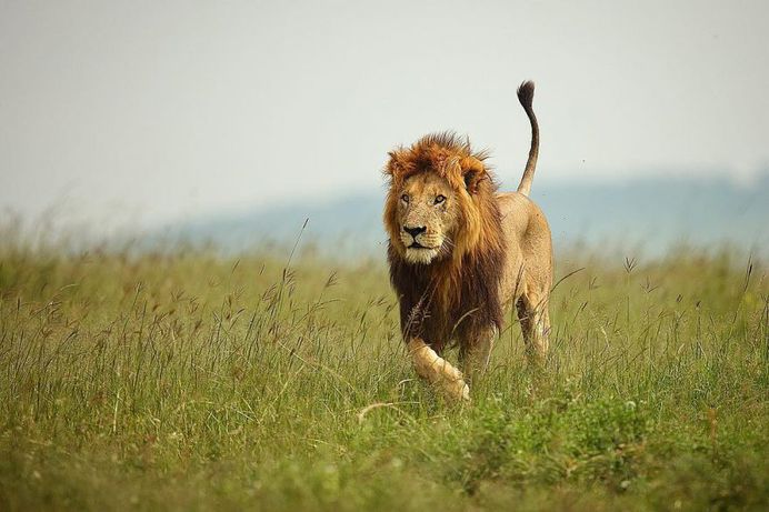 Animal Portraits by British Wildlife Photographer Lee Fisher