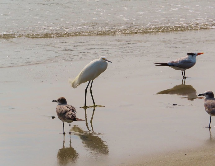 SEAGULL ON BEACH #birds #beach #sand #Mexico