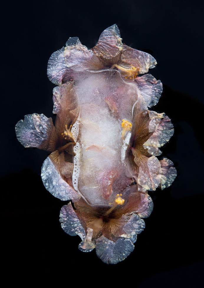 #frozen #flower #nature #photo
