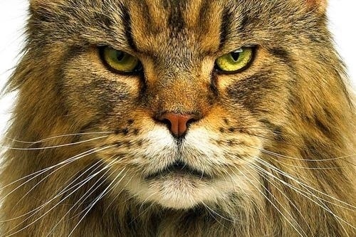 Animal Photography by Chris Collins | Professional Photography Blog #inspiration #photography #animal