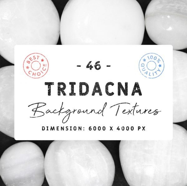 46 Tridacna Background Textures #tridasna #textures #backgrounds