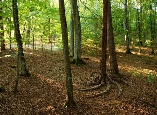 Land Art | Fubiz™ #sylvian #land #space #shape #architecture #meyer