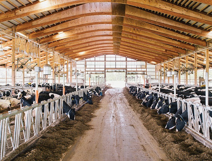 Looking through the freestall barn, where cows can eat, roam and sleep wherever they want.