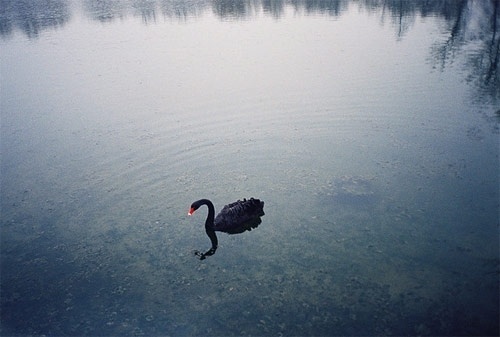 75 photos by 75 photographers - BOOOOOOOM! - CREATE * INSPIRE * COMMUNITY * ART * DESIGN * MUSIC * FILM * PHOTO * PROJECTS #swan #water #black #photography #lake